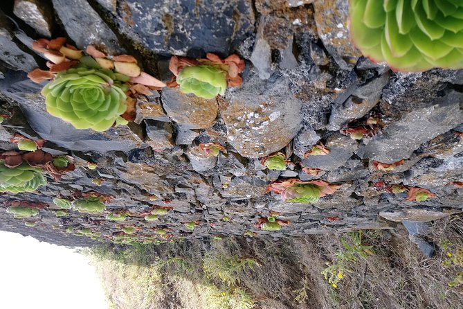Hike Larano, Boca do Risco Porto da Cruz Levada in a small group - Vereda do Larano: ancient trail vibes and coastal lookout payoffs