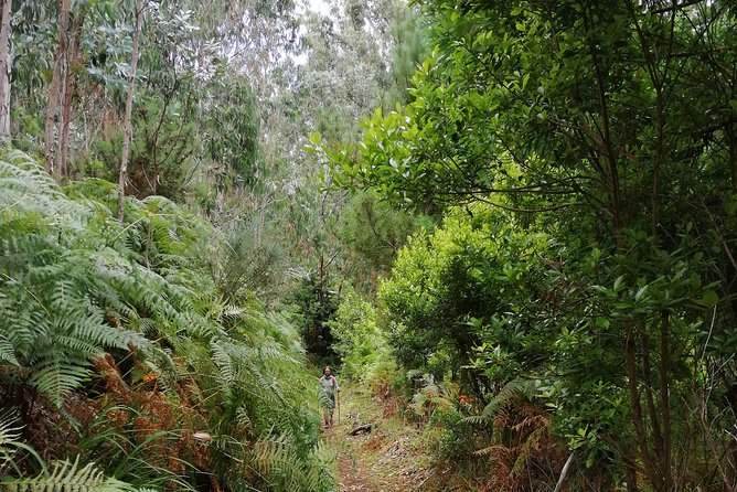 Hiking and Trekking tours in Madeira - Who This Madeira Mountain Tours Hike Is Best For