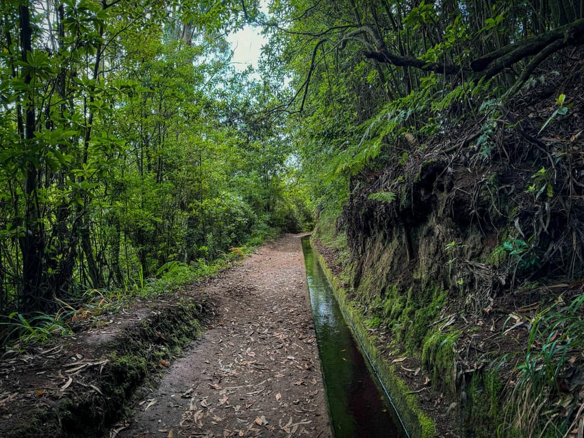 Hiking Madeira: Levada do Rei and the Majestic Laurissilva - Entering the Laurissilva Forest, a UNESCO World Heritage moment