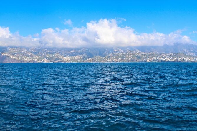 Hop-on Hop-off Bus Tour and Catamaran Whale & Dolphin Watching - Hop-on hop-off bus route: where each stop fits your day