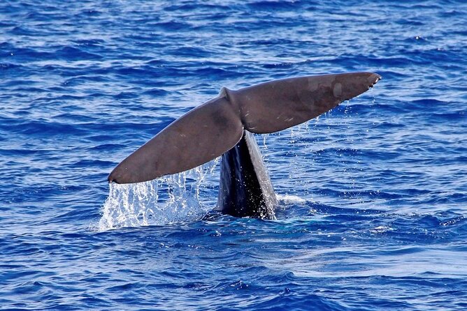 Hop-on Hop-off Bus Tour and Catamaran Whale & Dolphin Watching - Should you book this hop-on bus plus whale cruise?