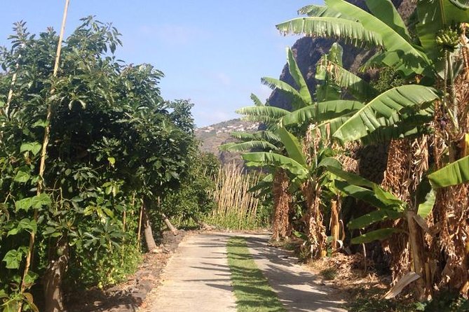 Incredible tour to a 'Faja' with a story - Fajã dos Padres on Madeira: a working sea-coast farm, not a museum stop
