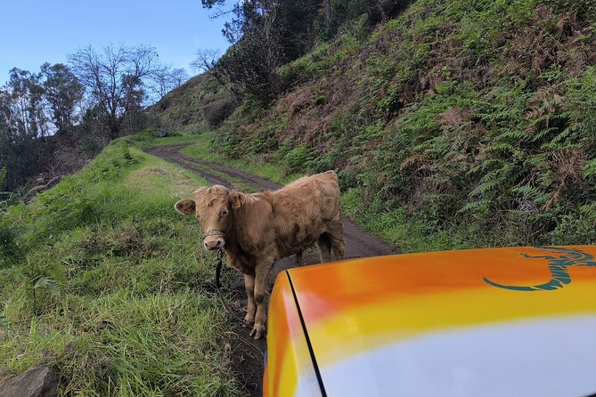 Jeep Adventure to Volcanic Pools & UNESCO Forest Treasures - São Vicente and the rhythm of getting back to Porto Moniz