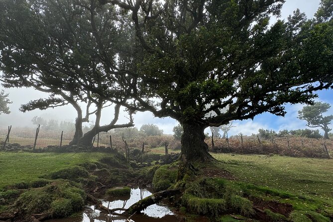 Jeep Safari 4x4 West Madeira - Porto Moniz - Fanal - Cabo Girão - Madeira Flavors and a Breather Stop Before the Forest