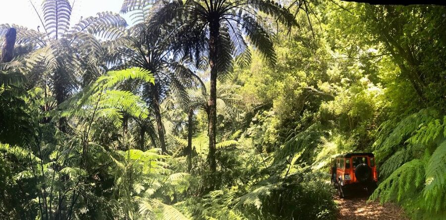 Jeep Tour Santana to East-Side - Laurissilva Forest and the trout nursery: nature with a purpose