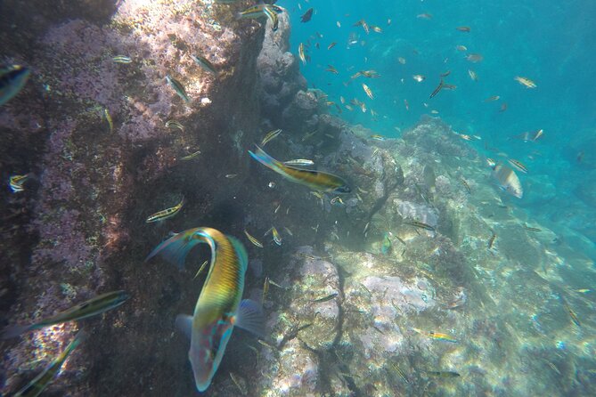 Kayak and Snorkeling Tour in Underwater Nature Reserve Garajau - Snorkeling gear and the ladder-to-sea reality