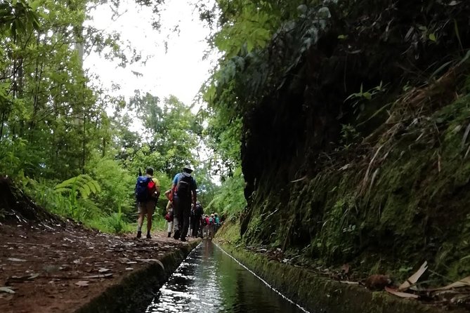 Kings Levada - São Jorge - The guide experience: plants, names, and why small info matters
