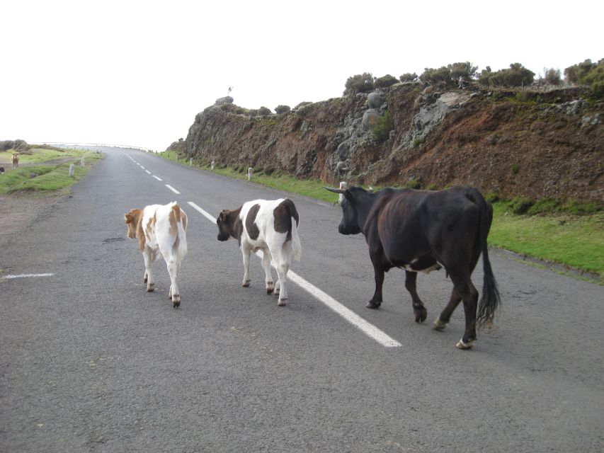 Levada do Alecrim (Madeira Lakes) Full-day walk - The mountain swim, bring a costume and expect cold