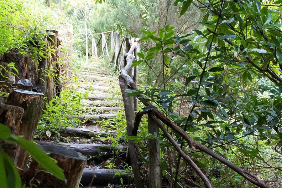 Levada Walk and Caldeirao Verde Waterfalls: Madeira - Forest, Flora, and the Human Touch of the Guide