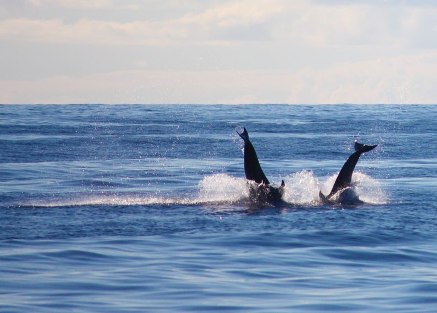 Madeira: 2.5-Hour Whale and Dolphin-Watching Cruise - Should You Book This Madeira Whale and Dolphin Cruise?