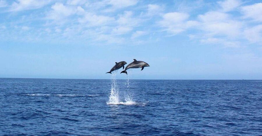 Madeira: 2.5-Hour Whale and Dolphin-Watching Cruise - Getting To Calheta and Meeting On Tales
