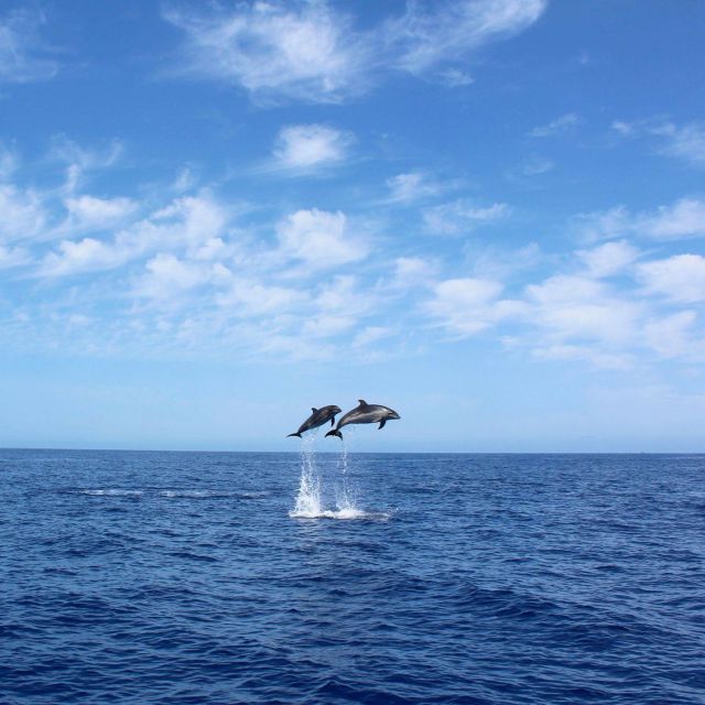 Madeira: 2.5-Hour Whale and Dolphin-Watching Cruise - Whale and Dolphin Watching Done With Animal Well-Being in Mind
