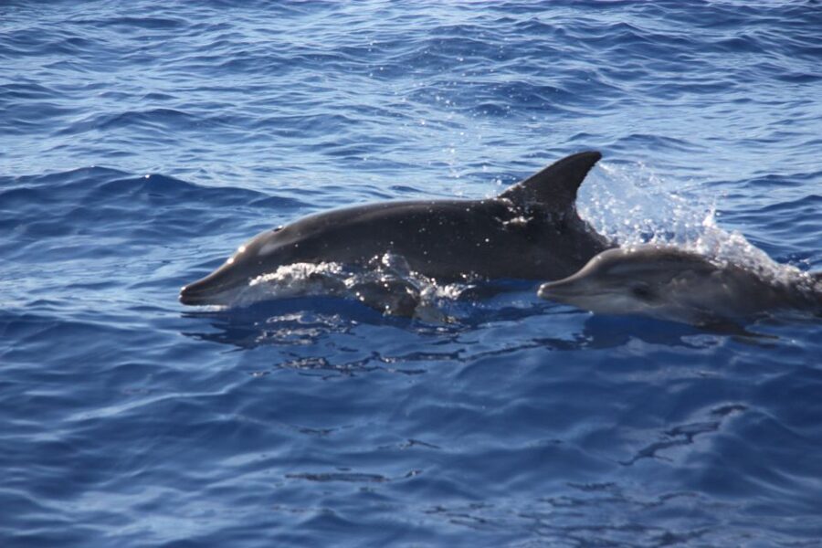 Madeira: 2.5-Hour Whale and Dolphin-Watching Cruise - The Swim and Snorkel Stop in Warm Crystal Clear Waters