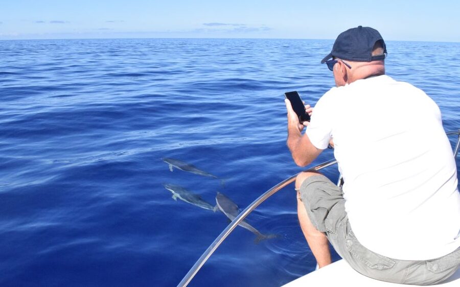 Madeira: 2.5-Hour Whale and Dolphin-Watching Cruise - Price and Value: Is $81 Reasonable for Madeira Yacht Time?