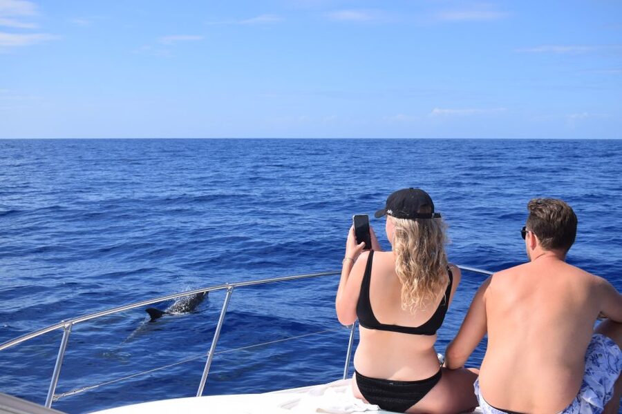 Madeira: 2.5-Hour Whale and Dolphin-Watching Cruise - Who Should Book, and Who Should Skip This One