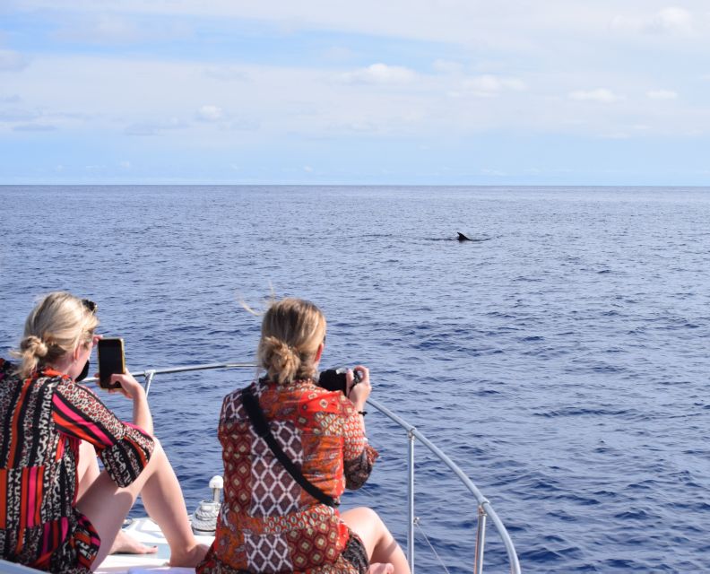Madeira: 2.5-Hour Whale and Dolphin-Watching Cruise - Life Aboard the Yacht: Comfort First, Then Coast Views