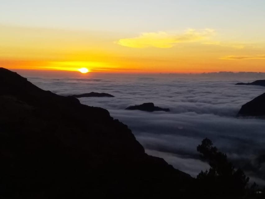 Madeira: Birdwatching - The Endemics - Key Highlights to Know Before You Go