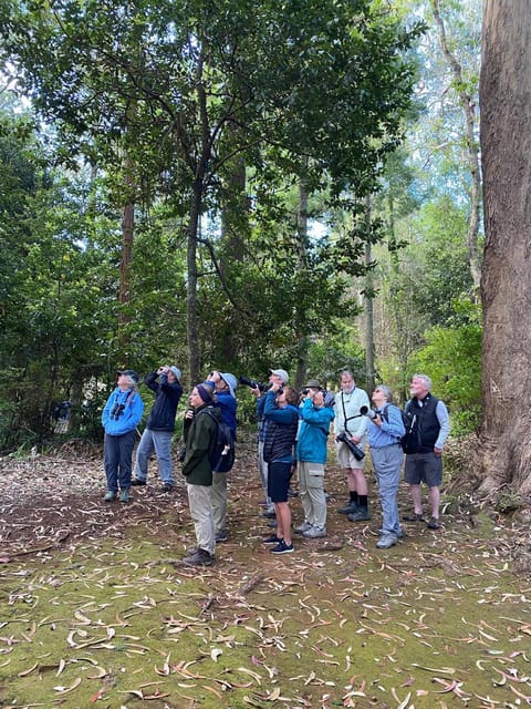 Madeira: Birdwatching - The Endemics - How Madeira’s Endemics Make This Half-Day Feel Bigger