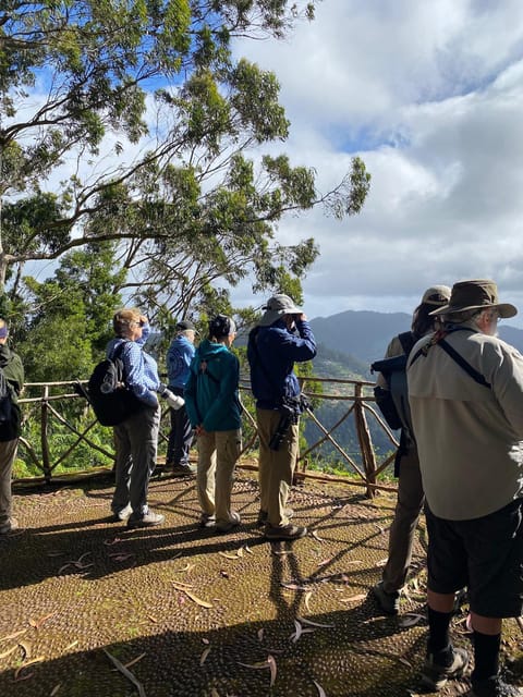 Madeira: Birdwatching - The Endemics - São Lourenço Peninsula: Open Habitats and the Firecrest Hunt