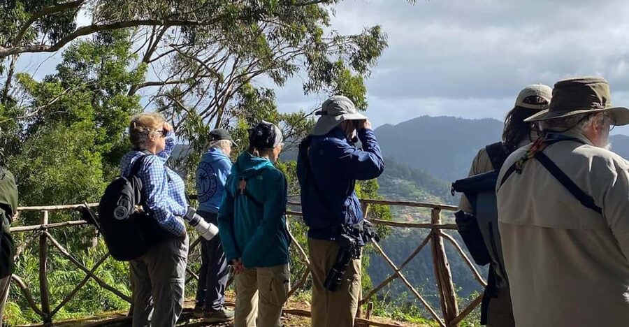 Madeira: Birdwatching - The Endemics - Laurel Forest and IBA Sites: Waiting for the Laurel Pigeon and Friends