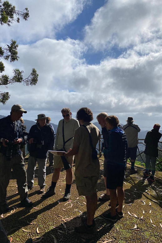 Madeira: Birdwatching - The Endemics - The Rhythm of the Tour: Slow Watching, Short Walks, and Time in the Right Spots
