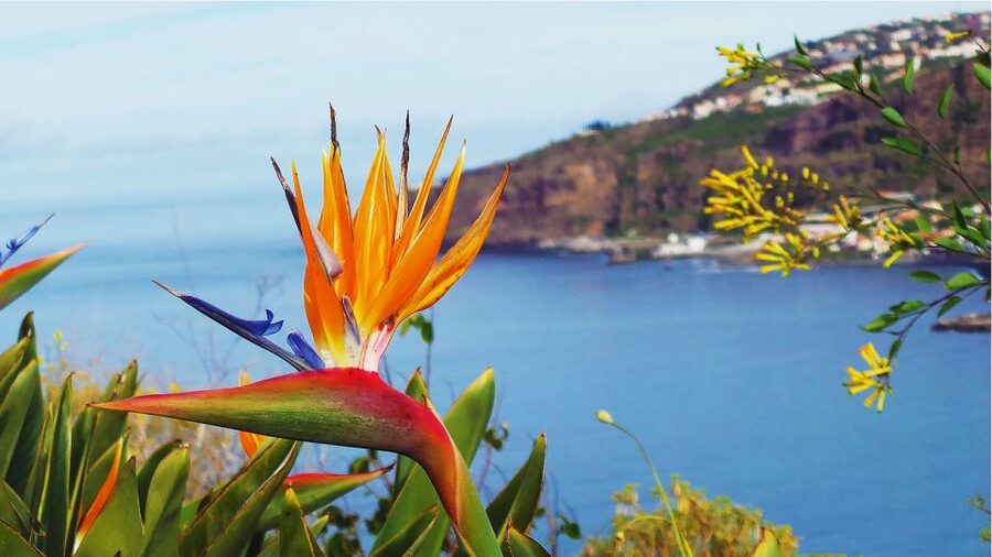 Madeira: Cabo Girao, Jeep Tour Adventure and Wine Tasting - Jardim da Serra cherry land and the off-road part