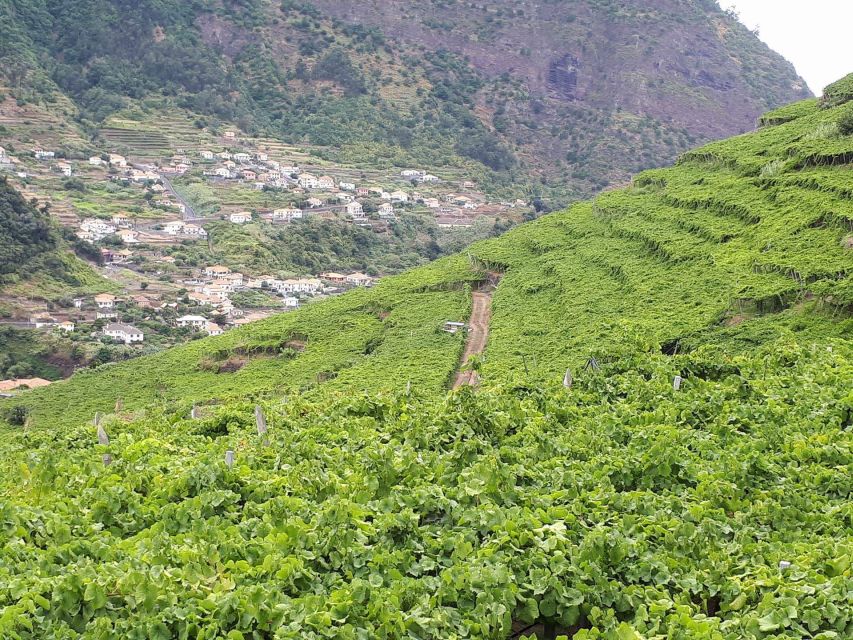 Madeira: Cabo Girão, Wine Tasting, & Serra d'Água Jeep Tour - Laurissilva Jeep Time: how the off-road portion really feels