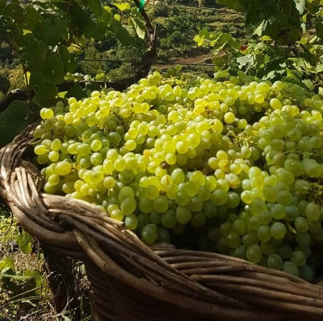 Madeira: Cabo Girão, Wines Experience and Dolphins Watching - Who should book this Madeira day, and who should skip it