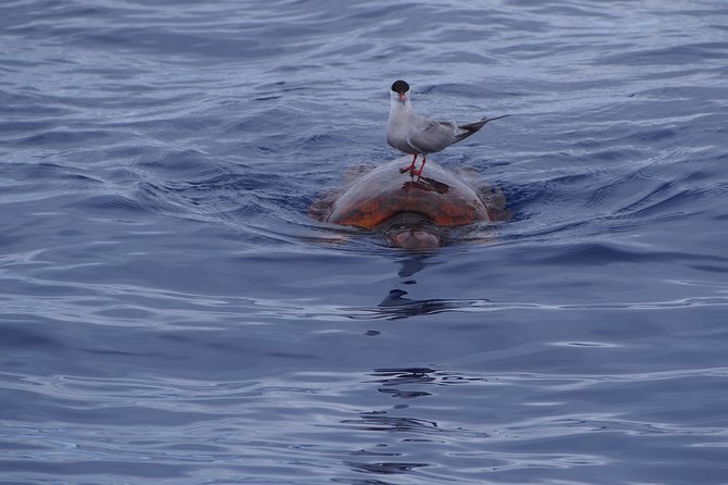 Madeira Dolphin and Whale Watching on a Ecological Catamaran - Dolphins and whales: close viewing, safety distance, and the “don’t rush them” rules