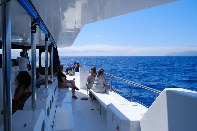 Madeira Dolphin and Whale Watching on a Ecological Catamaran - Price and value: is $42.33 a good deal for Madeira wildlife?
