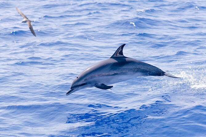 Madeira Dolphin & Whale Watching Tour - The Marine Biologist Briefing Before You Sail