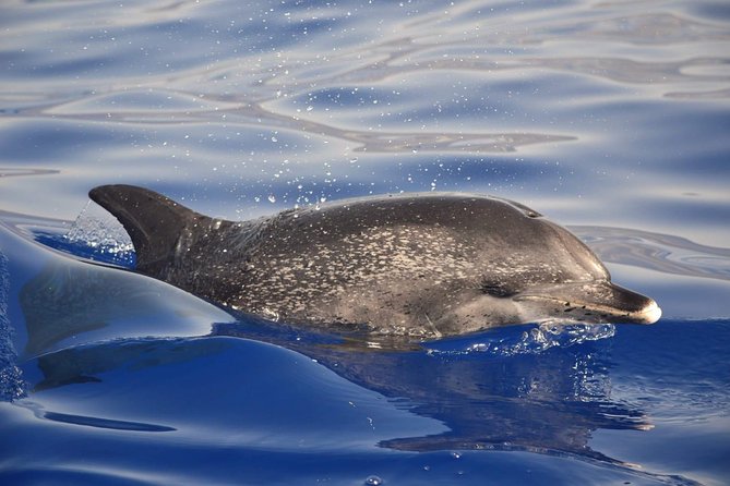 Madeira Dolphin & Whale Watching Tour - What You Might See: Dolphins, Pilot Whales, and More