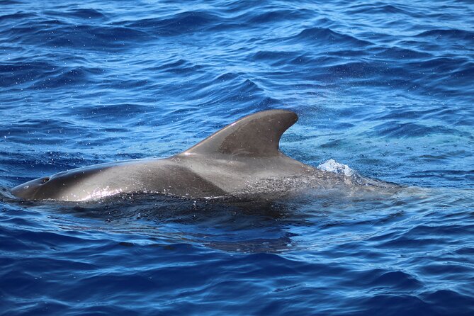 Madeira Dolphin & Whale Watching Tour - Madeira Views From the Water, Not Just From Postcards