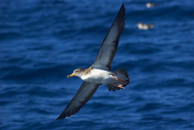 Madeira Dolphin & Whale Watching Tour - Comfort, Cold, and Seasickness Tips That Actually Help