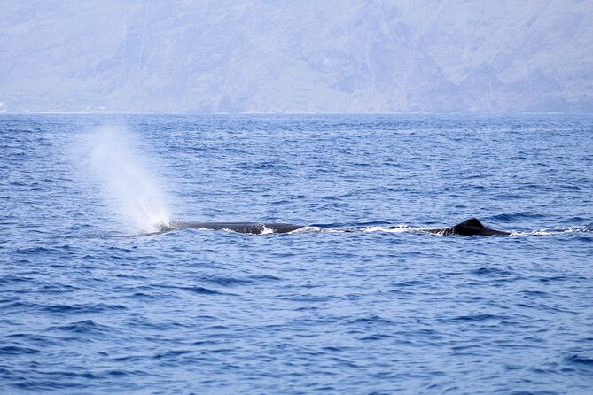 Madeira Dolphin & Whale Watching Tour - Wildlife Rules: What Respect Looks Like at Sea