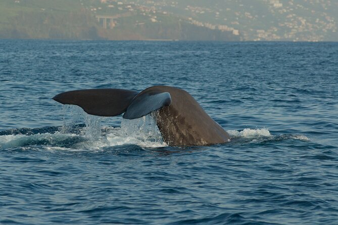 Madeira Dolphin & Whale Watching Tour - How the RIB Speedboat Turns a Coast Sail Into a Wildlife Hunt