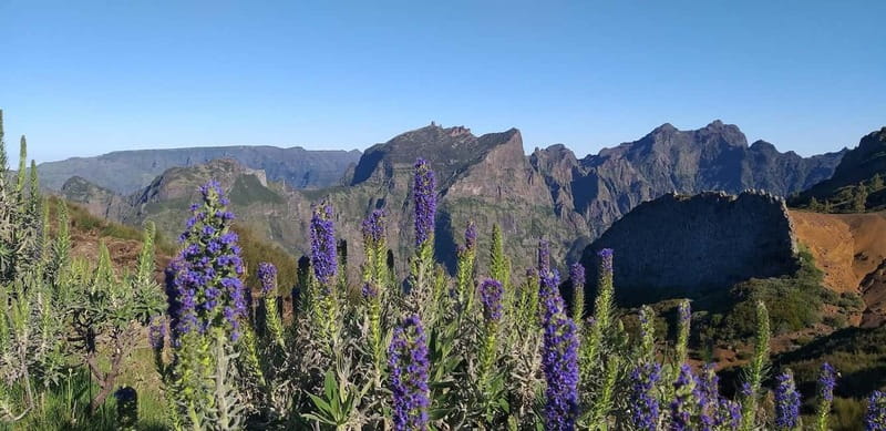 Madeira East Island Tour and Levada Walk - Price and What You Actually Get for $63