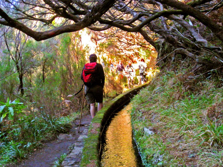 Madeira: Enjoy a Guided Levada Walk in the Rabaçal Valley - Endemic plants and fauna: what to look for beyond the obvious