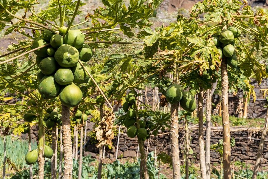Madeira: Faja dos Padres Private Sightseeing Tour - The walk through crops and tropical fruit at the cliff’s foot