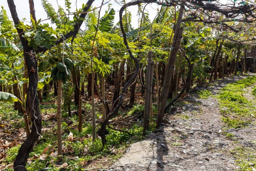 Madeira: Faja dos Padres Private Sightseeing Tour - Panoramic viewpoint time and those rock formations