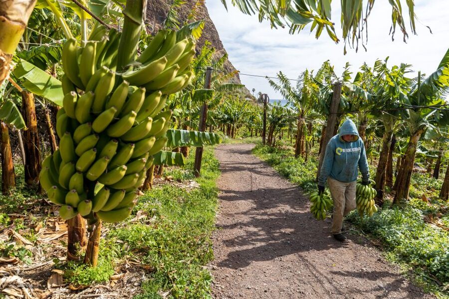Madeira: Faja dos Padres Private Sightseeing Tour - Madeira stories from your local guide