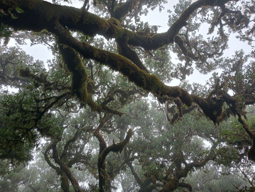 Madeira: Fanal Forest Guided Hiking Tour - Key Highlights You’ll Feel Immediately