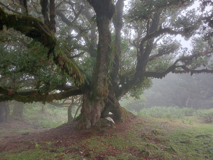 Madeira: Fanal Forest Guided Hiking Tour - Viewpoints, View Timing, and the Stop-Where-You-Can-Actually-Frame Shots
