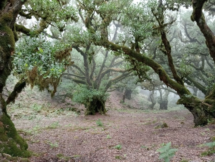 Madeira: Fanal Forest Guided Hiking Tour - Price and Value: Is $70 Per Person Worth It?