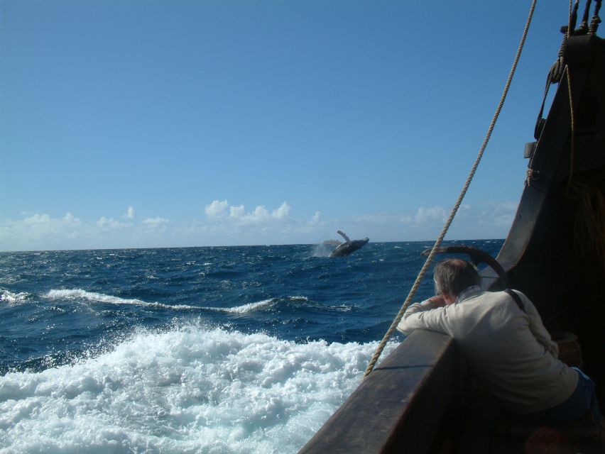 Madeira: Flag Ship Tour aboard Santa Maria de Colombo - Spotting dolphins and whales off Madeira: What increases your odds