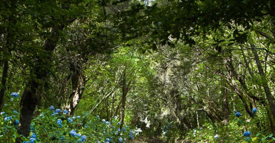 Madeira: Full-Day Laurel Forest Guided Walking Tour - Key things I think you’ll care about
