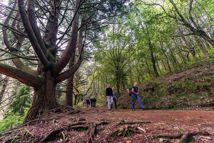 Madeira: Full-Day Laurel Forest Guided Walking Tour - Laurel Forest, Levadas, and Caldeirão Verde, in one long Madeira day