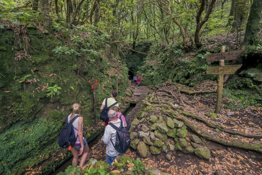 Madeira: Full-Day Laurel Forest Guided Walking Tour - Guide impact: why “certified mountain guide” is more than a label
