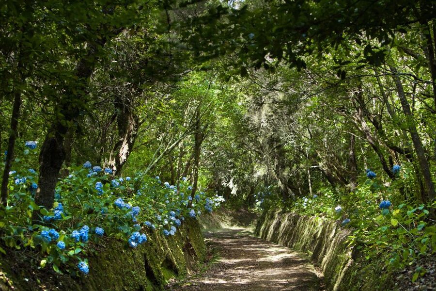 Madeira: Full-Day Laurel Forest Guided Walking Tour - Getting from Funchal: pickup zones and the van ride to Queimadas