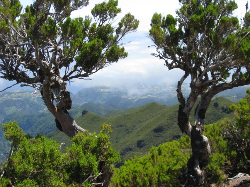 Madeira: Full-Day Pico Ruivo / Achada do Teixeira Walk - Oldest Heather Forest: The Part That Turns a Hike Into a Lesson